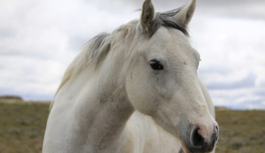 投資競馬は儲かるのか？